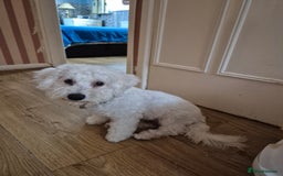 Poochon dogs for sale: Poochon Rehoming - Image 7