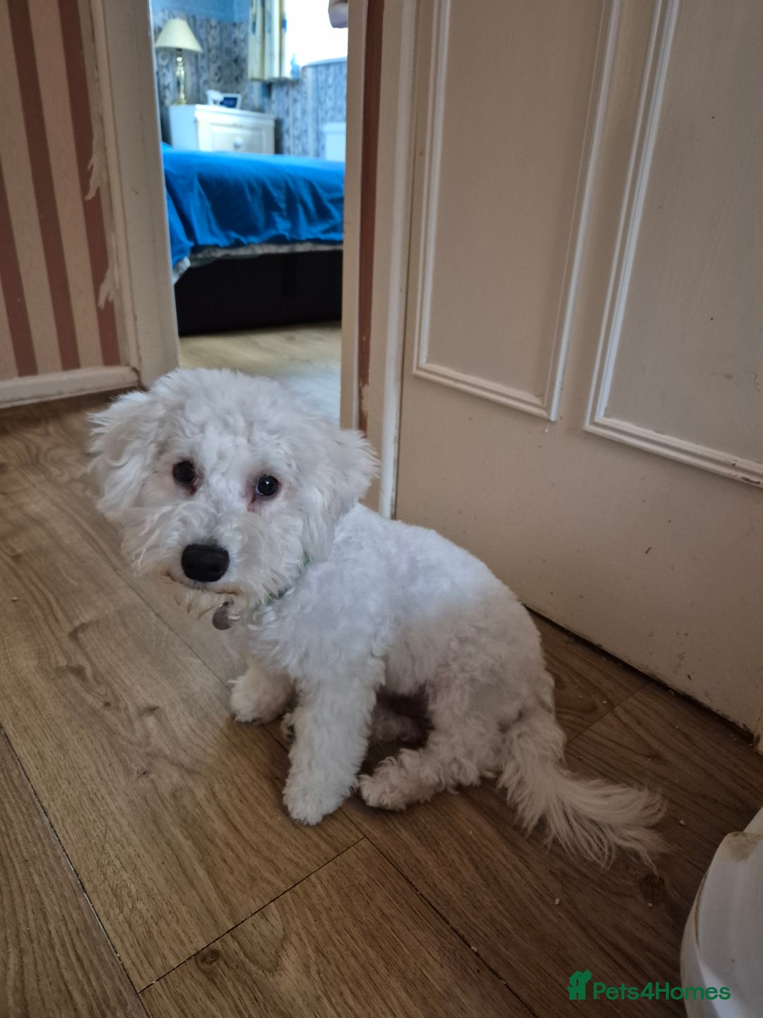 Poochon dogs for sale: Poochon Rehoming - Image 7