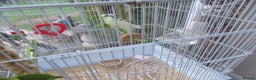 Budgerigars birds for sale: Pretty Female Budgie and Cage - Advert 2