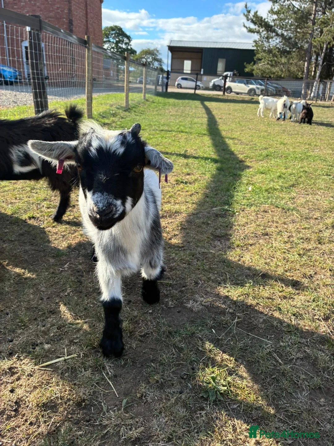 Goats livestock for sale: Pygmy goats - Advert 4