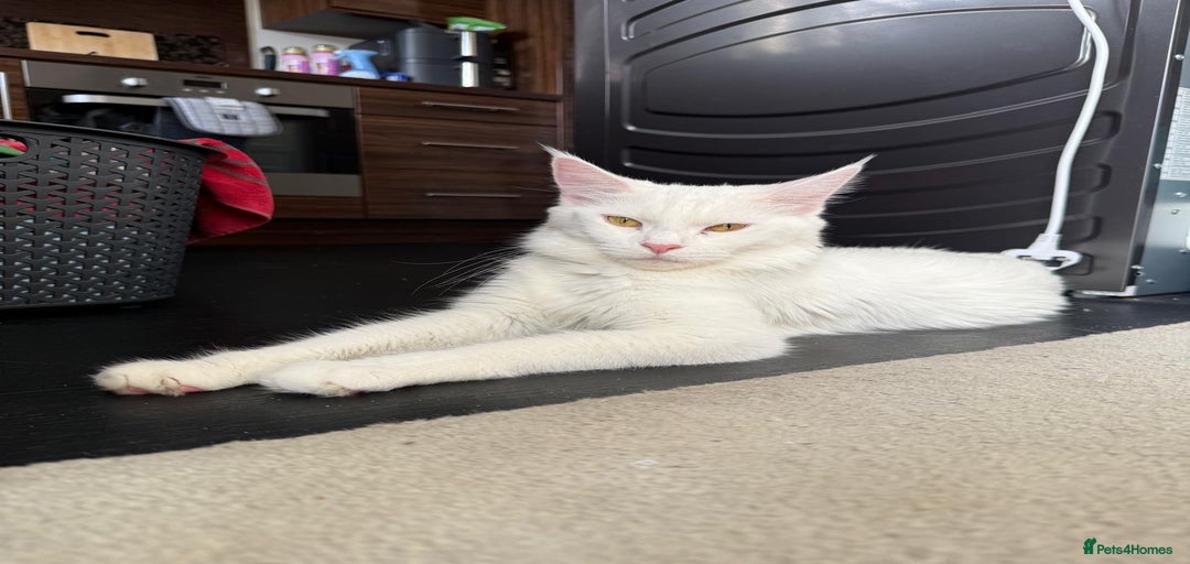 Gallery Image {{count}}