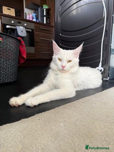 Gallery Image {{count}}