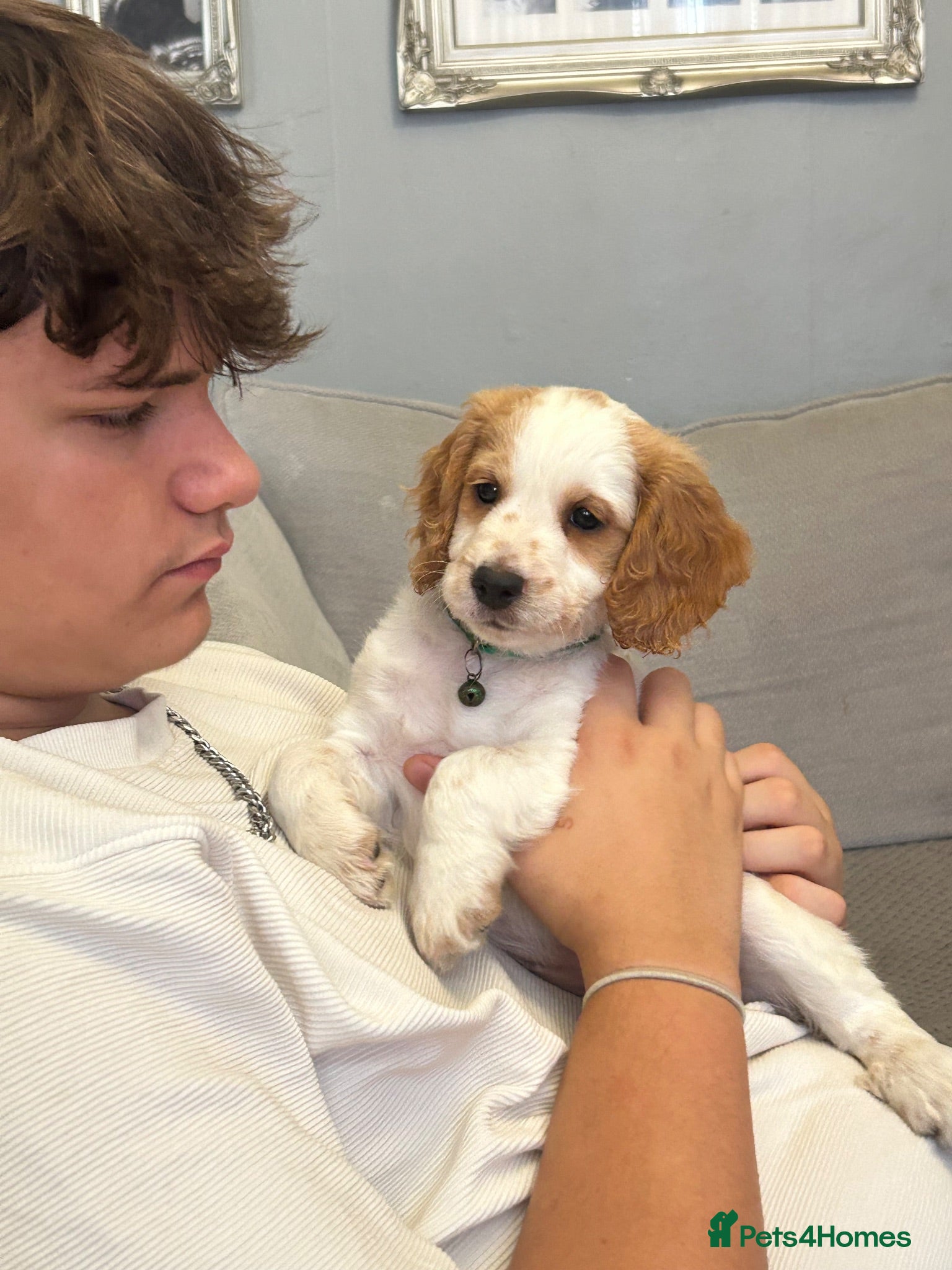 Cockapoo dogs 🐾 🐶 miniature f1 cockapoos ready now 🐶 🐾  - Advert 2