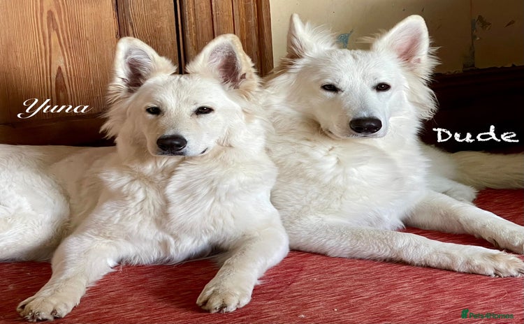 White Swiss Shepherd dogs - Advert 1