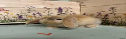 Mini Lop rabbits for sale: Mini Lop Bunnies  - Advert 5
