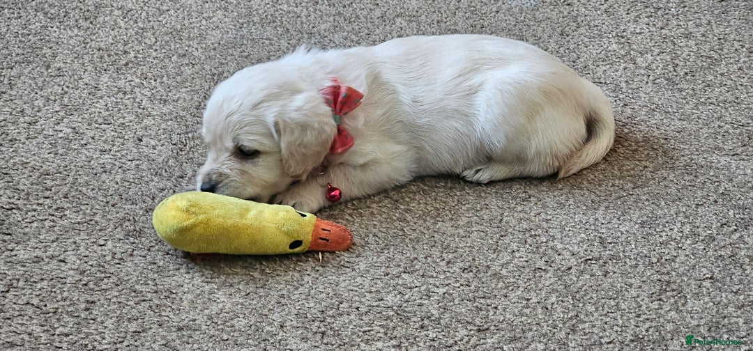 Schnoodle dogs for sale: Perfect schnoodles - Advert 22