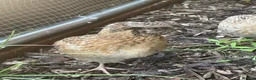 Quail poultry for sale: Male quail 5 weeks old - Advert 6