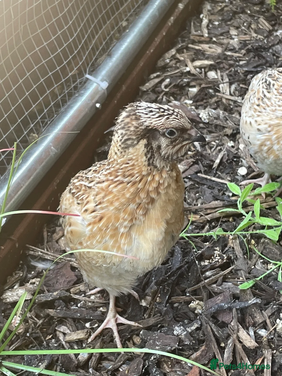 Quail poultry for sale: Male quail 5 weeks old - Advert 6