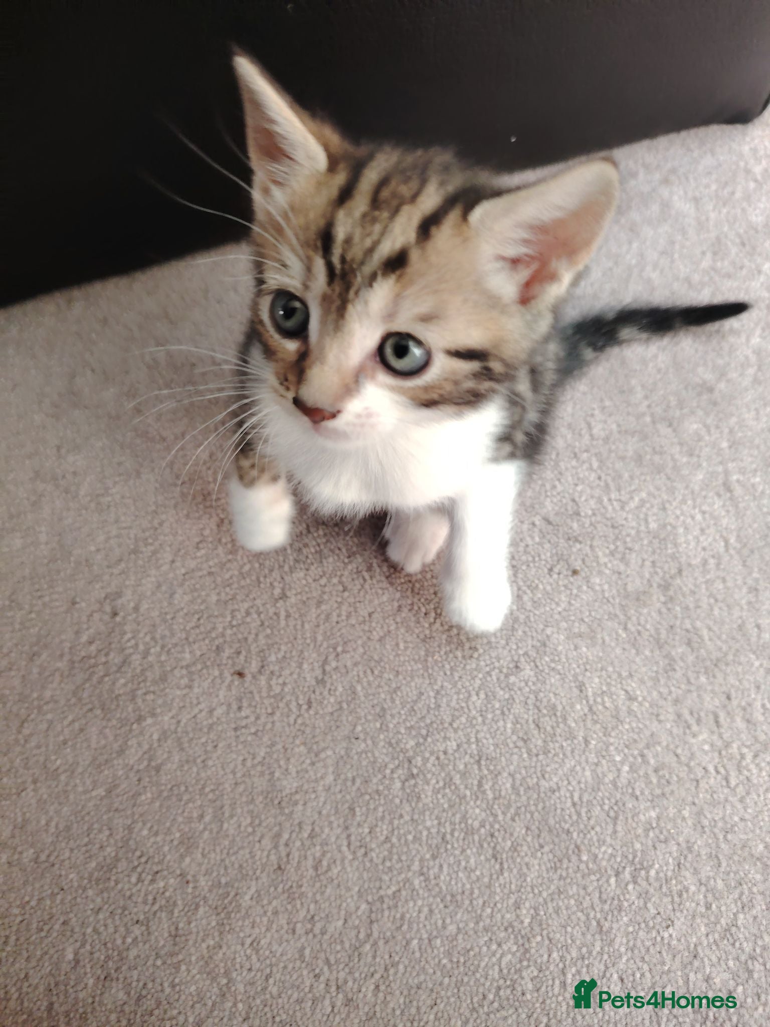 Mixed Breed cats Beautiful kittens for sale  - Advert 1