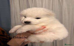 Samoyed dogs for sale: Samoyed Puppies — Ready to Reserve Now! - Image 27