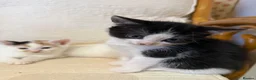 Mixed Breed cats for sale: 4 kittens and 1 mother - Advert 9