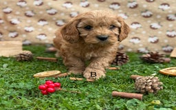 Cavapoo dogs for sale: Cavapoo *Ready 15th Nov* - Image 7