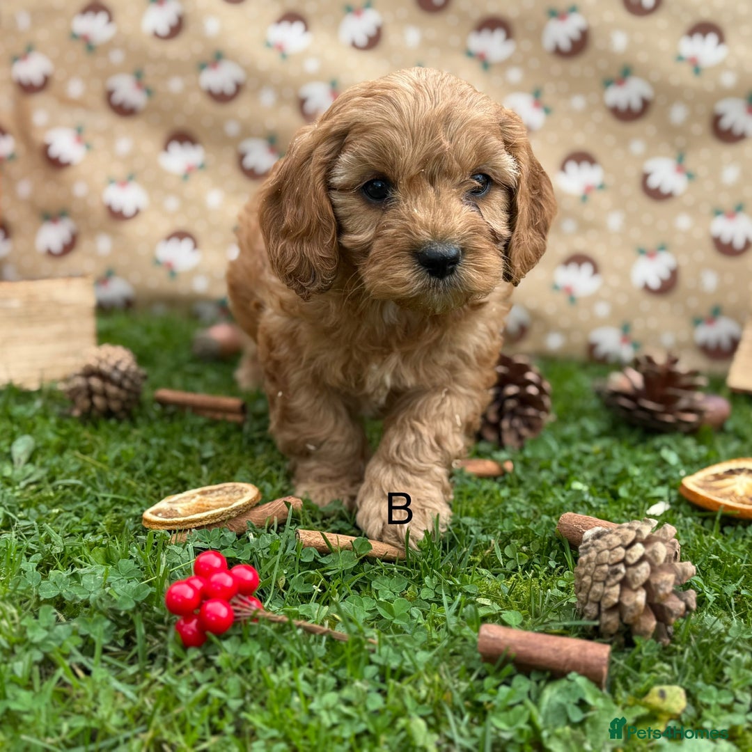 Cavapoo dogs for sale: Cavapoo *Ready 15th Nov* - Image 7