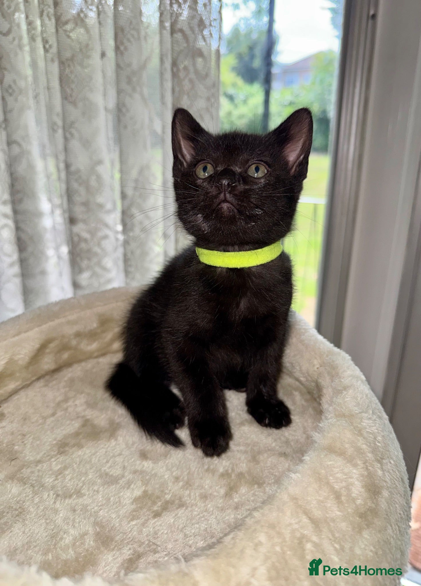 Mixed Breed cats Russian Blue x Tabby Kittens 🐱  - Advert 2
