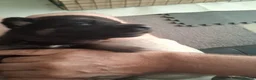 German Shepherd dogs for sale: German Shepherd Puppies for sale ready in 2 weeks - Advert 9
