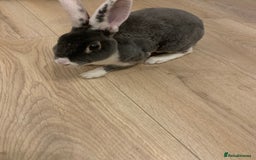 Rex rabbits for sale: Male Mini Rex - Image 3