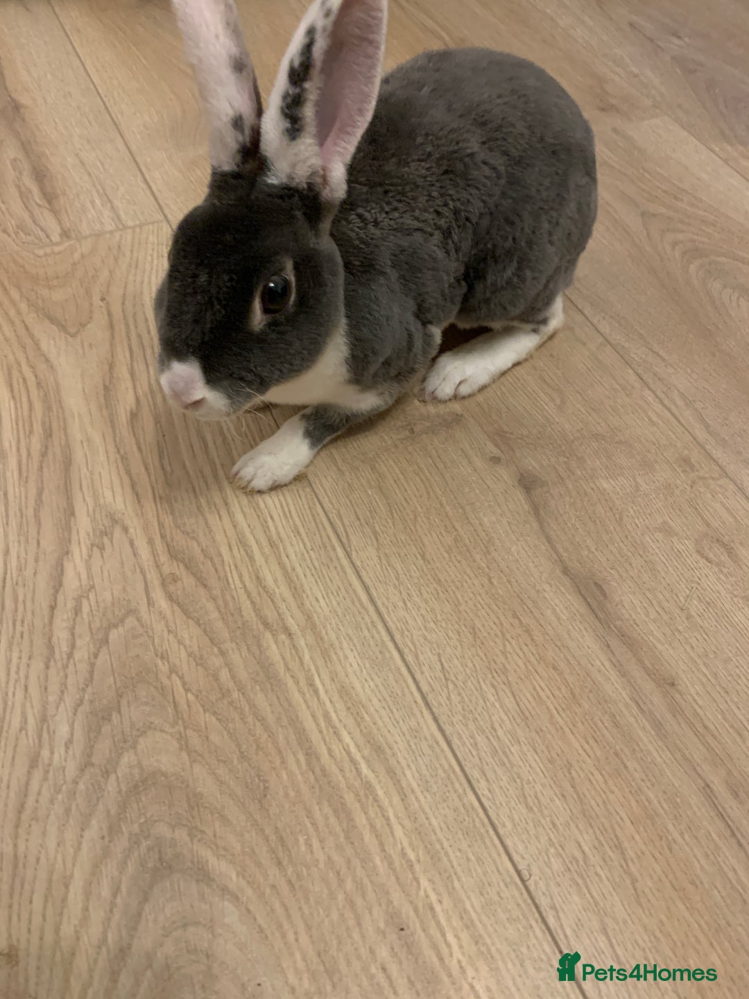 Rex rabbits for sale: Male Mini Rex - Image 3