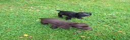 Cocker Spaniel dogs for sale: Cocker Spaniel puppies working line - Advert 12