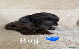 Cockapoo dogs for sale: Cockapoo puppies  - Image 4