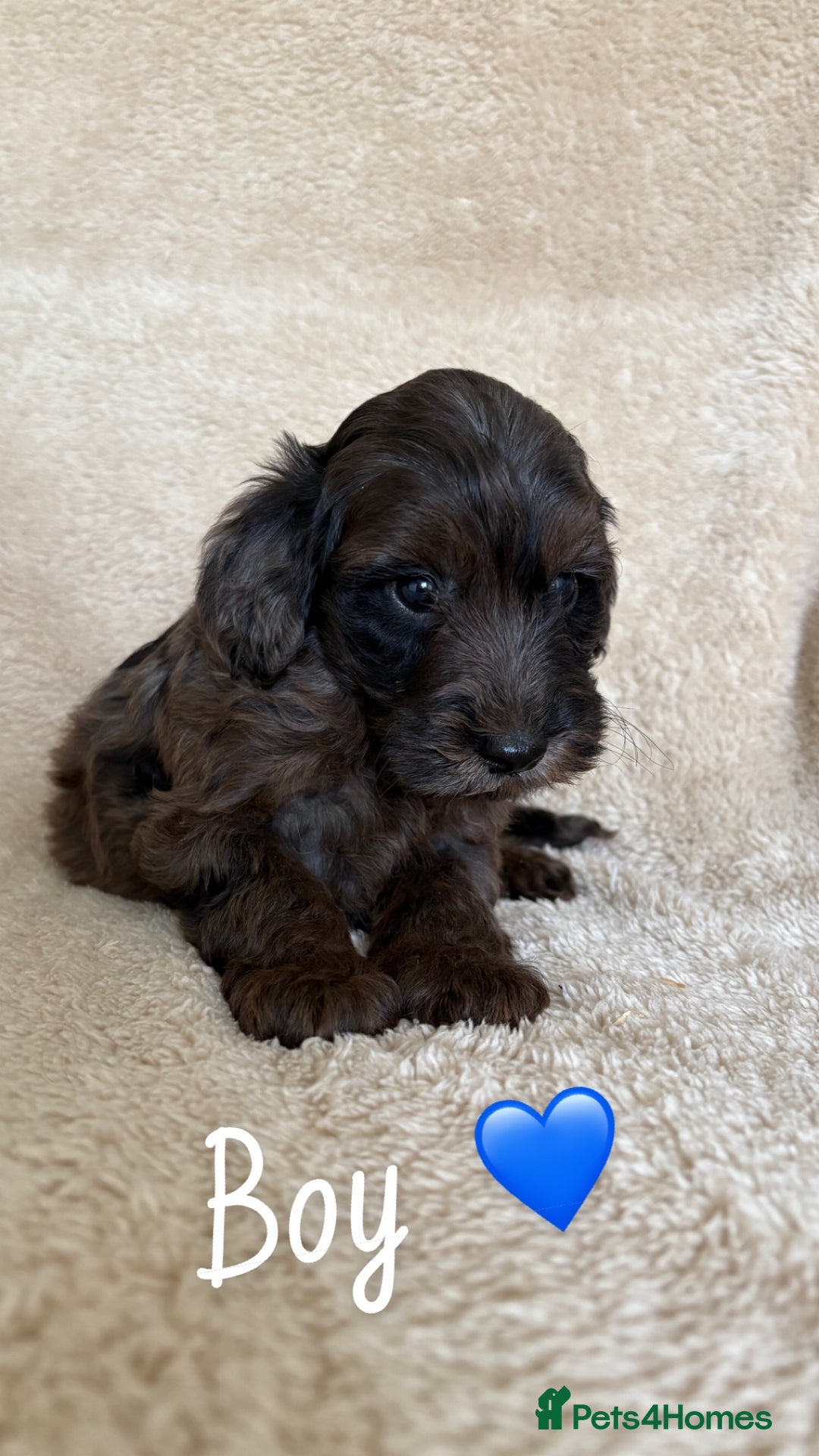 Cockapoo dogs for sale: Cockapoo puppies  - Image 4