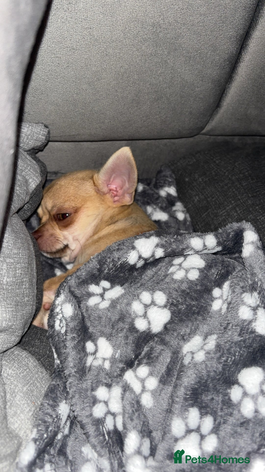 Chihuahua dogs for sale: XXS teacup chihuahua girl  - Image 14