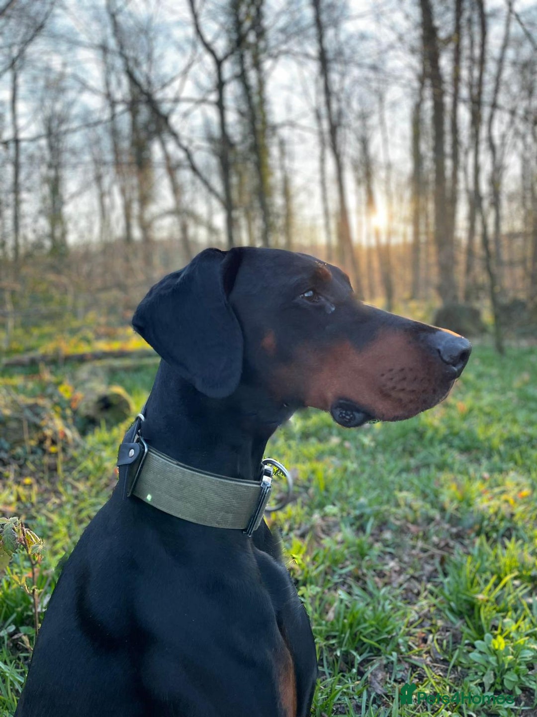 Dobermann dogs for stud: Stud duties only in Bridgend - Image 2