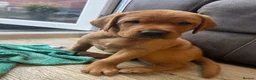 Labrador Retriever dogs for sale: Beautiful Fox Red Labrador Puppies - Advert 4