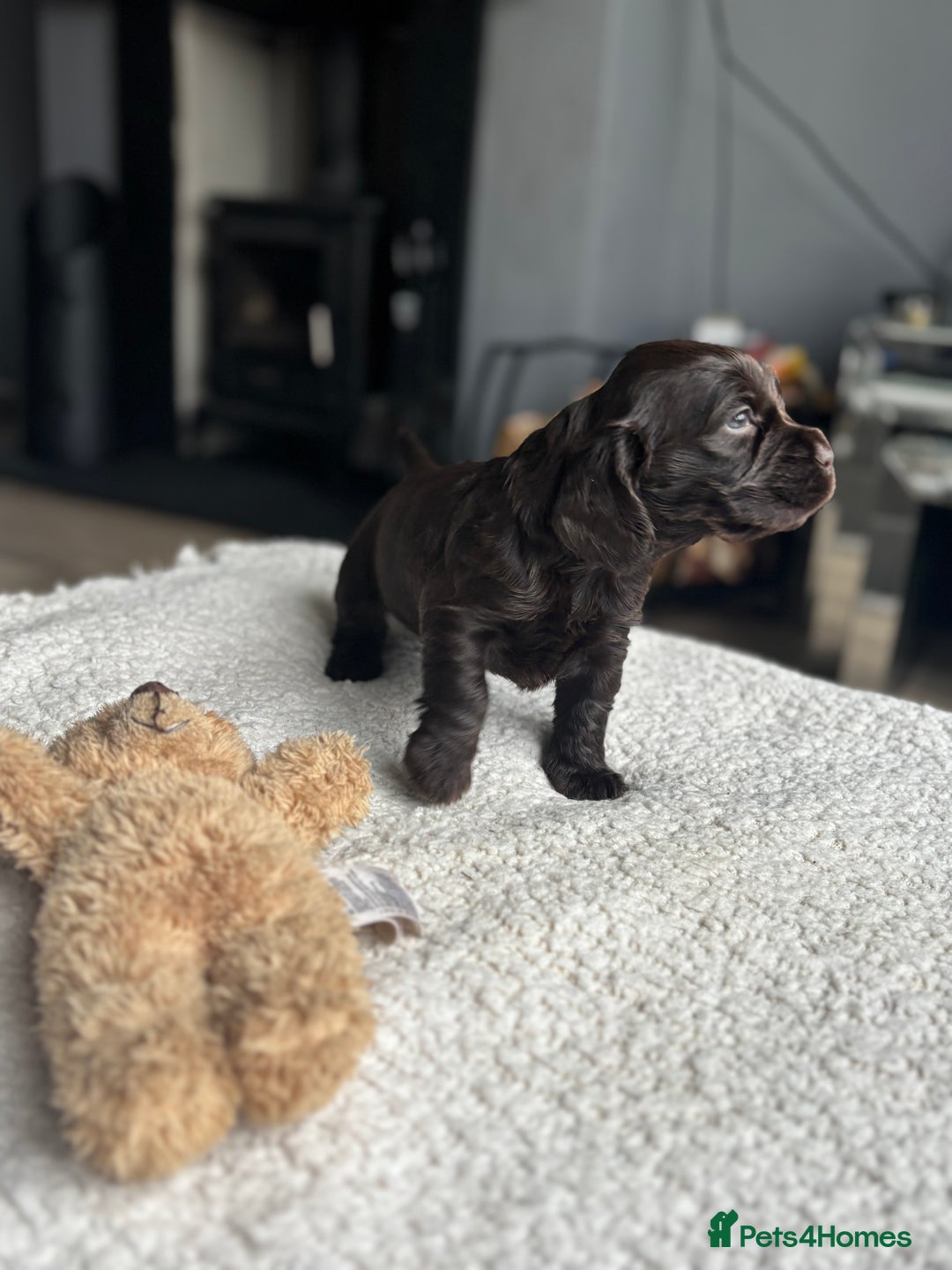 Cocker Spaniel dogs for sale: 🐾[Simbawood Lines]KC Show Cocker Spaniels🐾 - Advert 8