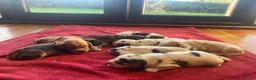 Cocker Spaniel dogs for sale: ⭐️KC Registered Show Cocker Spaniels ⭐️ in Carmarthen - Advert 19