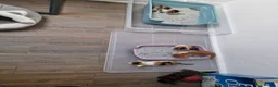 Mixed Breed cats for sale: Very Cute Calico Girl - Advert 4