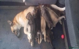 Shepsky dogs for sale: 4 beautiful shepsky puppies  - Image 1
