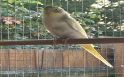 Budgerigars birds for sale: Budgies/Zebra Finches/Diamond Dove - Image 2