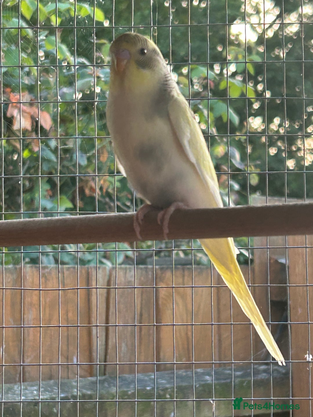 Budgerigars birds for sale: Budgies/Zebra Finches/Diamond Dove - Image 2