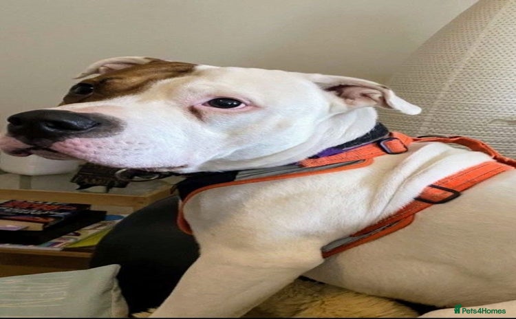 American Bulldog dogs - Advert 1