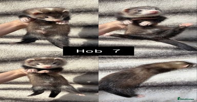 Ferret rodents - Advert 10