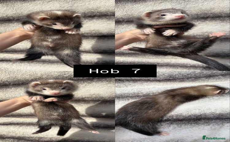 Ferret rodents - Advert 4