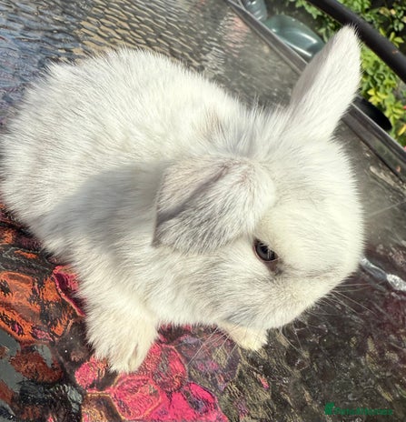Mini Lop rabbits for sale - Advert 4