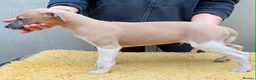 Whippet dogs for sale: 1 Male Whippet Puppy RKC Registered.Price Reduced - Advert 12