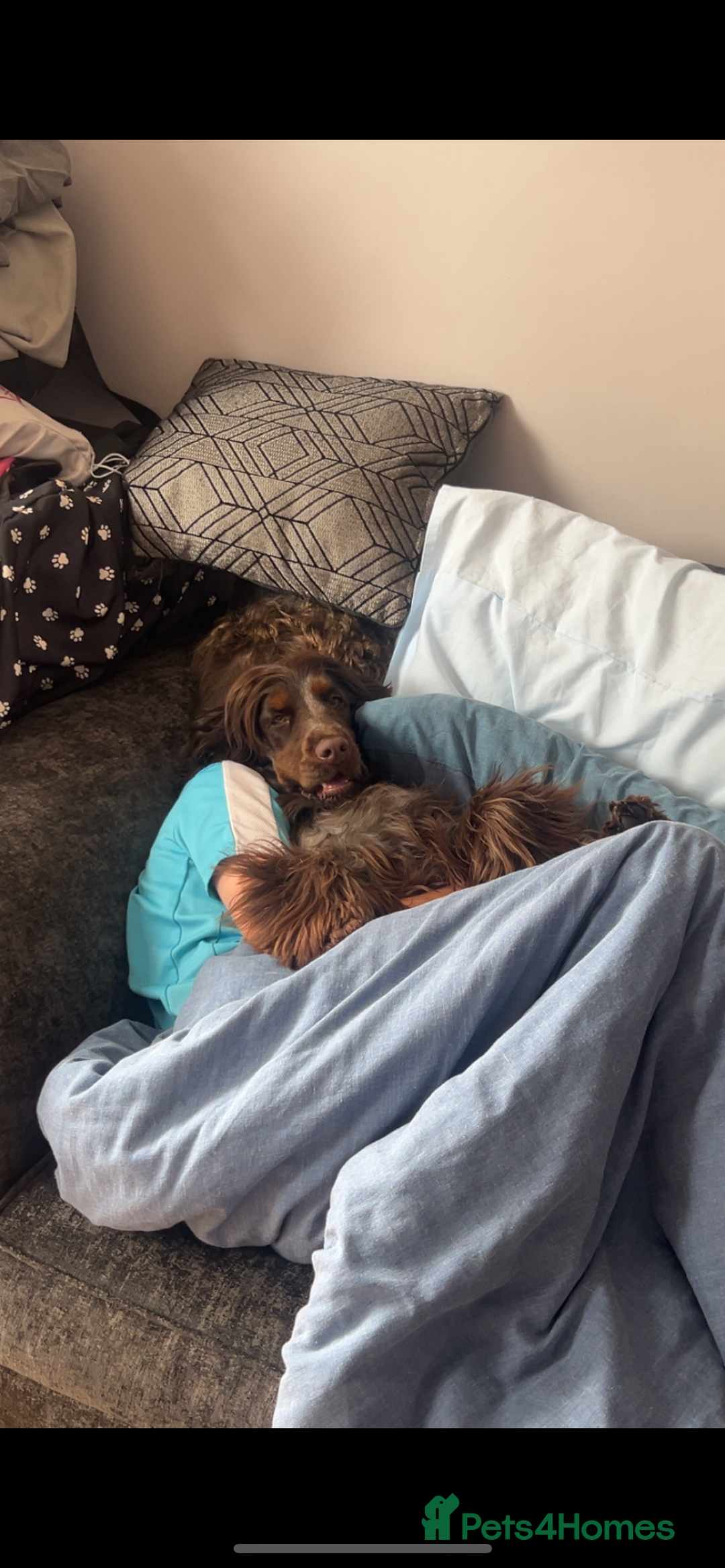 Cocker Spaniel dogs for sale: Litter of show type cocker spaniels  - Image 5