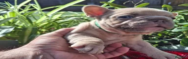 French Bulldog Puppy 1