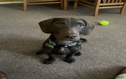 Mixed Breed dogs for sale: Stunning GSP X cocker spaniel  - Image 4