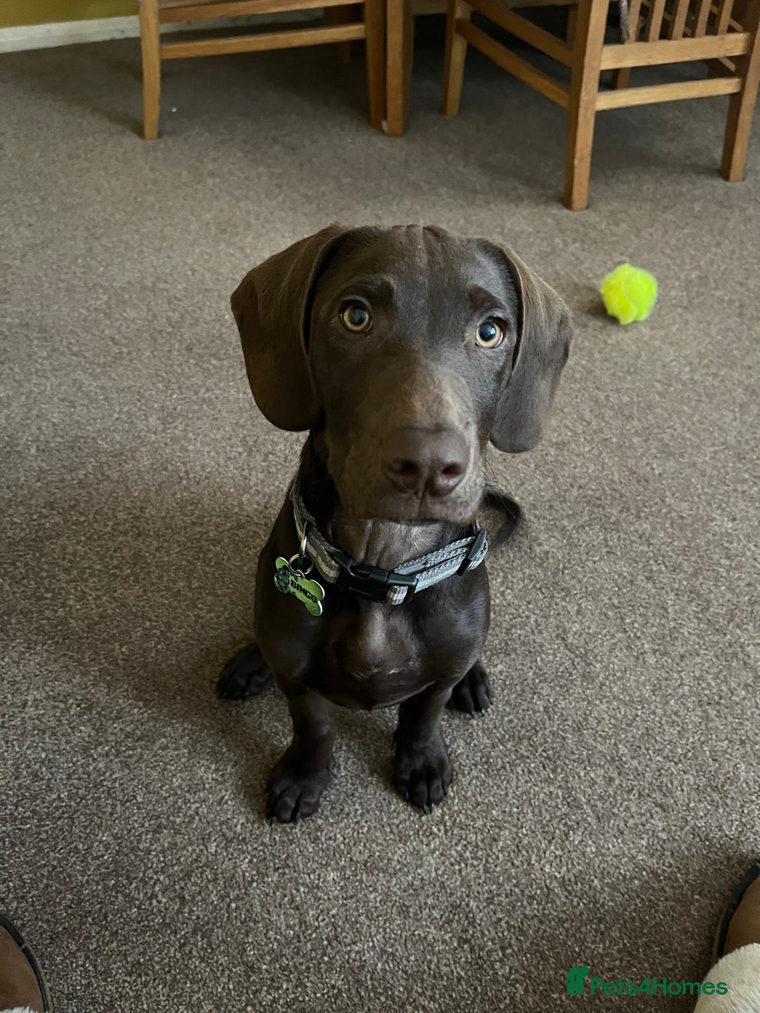 Mixed Breed dogs for sale: Stunning GSP X cocker spaniel  - Image 4