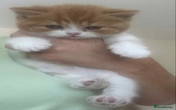 British Shorthair cats for sale: British Shorthair Pedigree Kittens - Image 12
