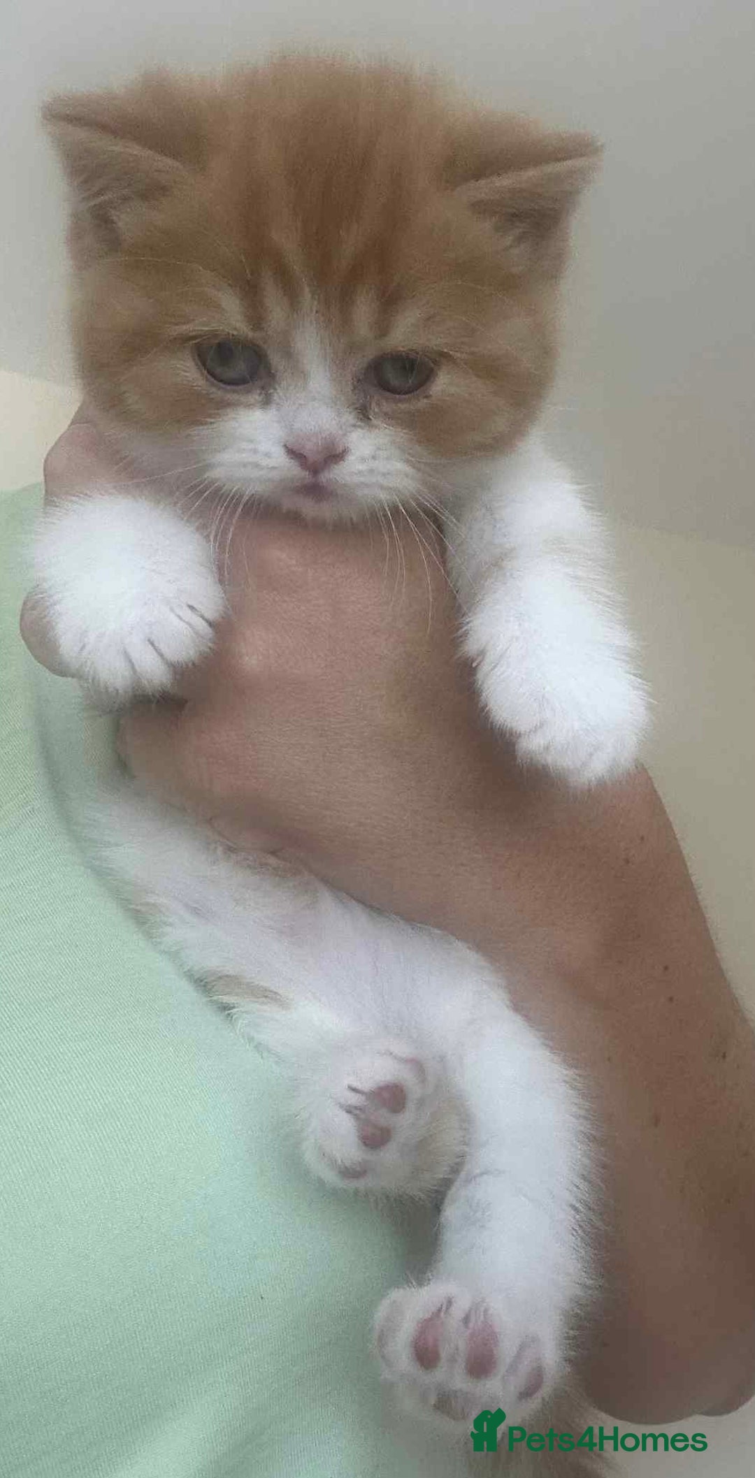 British Shorthair cats for sale: British Shorthair Pedigree Kittens - Image 12
