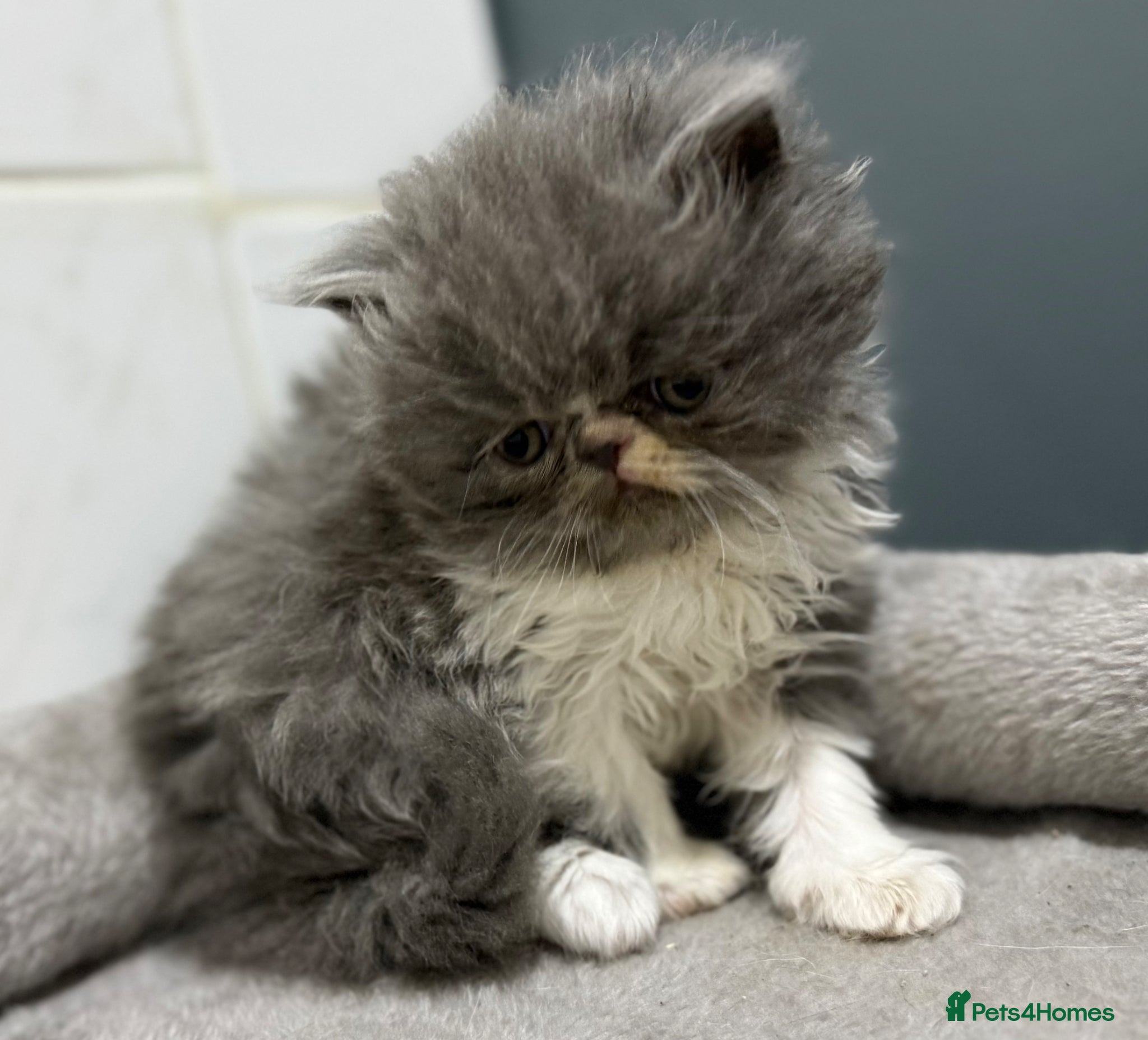 Persian cats GCCF registered Persian boy 💙 - Advert 15
