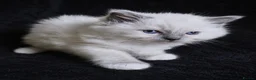 Ragdoll cats for sale: Sweet Ragdoll Kittens Looking for Loving Families  - Advert 31