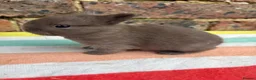 Netherland Dwarf rabbits for sale: Friendly Netherland Dwarf bunnies - Advert 4