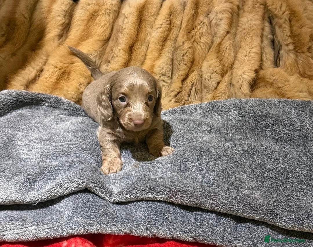 Miniature Dachshund dogs for sale: 💎RARE BREED/RARE BLOODLINE🩸 DACHSHUND PUPS 🐾 💕 - Advert 4