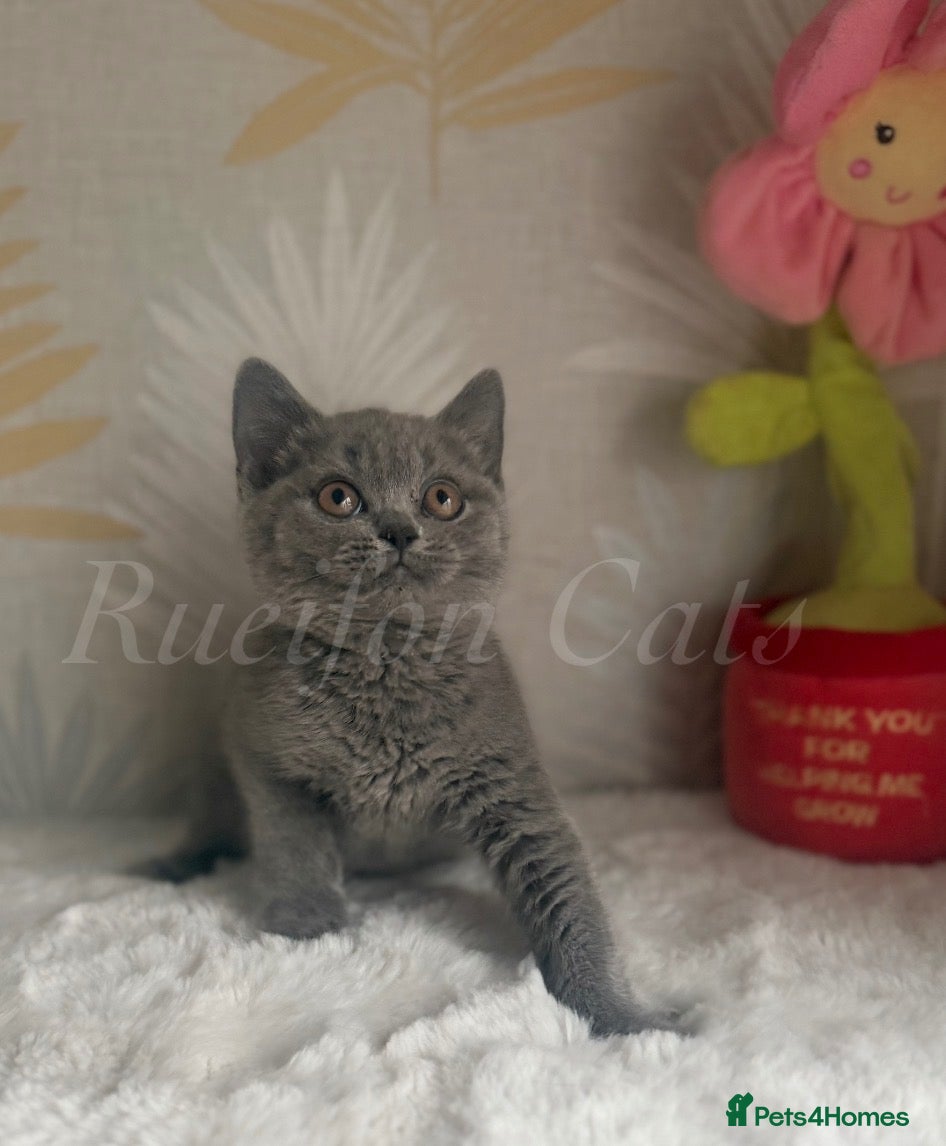 British Shorthair cats GCCF REGISTERED Kittens available  - Advert 1