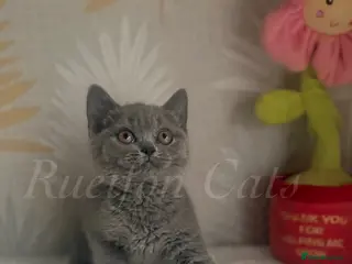 British Shorthair cats GCCF REGISTERED Last blue gorgeous girl available - Advert 2